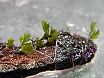 DSCN6855