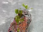 DSCN6854