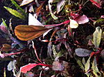 DSCF1985