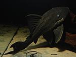 sultan pleco\panaque suttoni