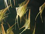orinoco altum