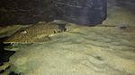 Pseudohemiodon 3
