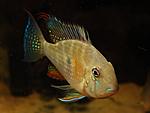 Acarichthys heckelii wild 10 11cm