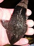 Pseudohemiodon 1