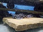 Hypancistrus l173