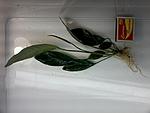 An. Heterophylla spatulata 2