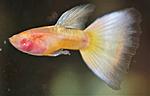 guppy naked albino