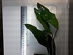 An.Heterophylla undulatus