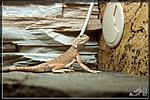   (Phrynocephalus mystaceus)