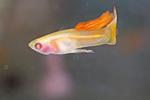 guppy red see through (glass) albino