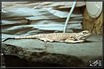   (Phrynocephalus mystaceus)