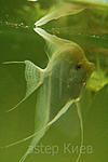 5846cb5ee1bba DSC 0137