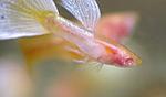 guppy naked albino