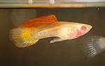 guppy red see through (glass) albino