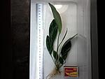 An.Heterophylla spatulata