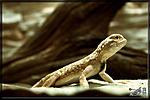   (Phrynocephalus mystaceus)