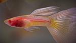 guppy naked albino