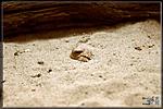   (Phrynocephalus mystaceus)