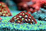 Zoa DF2 2