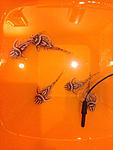 IMG 6225