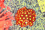 Zoa DF 4