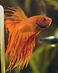 Betta 1