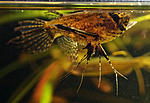 Pantodon