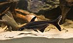 IMG 5623