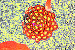 Zoa DF 1