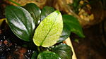 Anubias nana var. "Pinto".