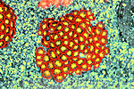 Zoa DF 3