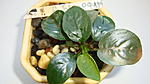 Anubias Barteri 'Butterfly'