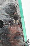 Tapinauchenius gigas(5 )    07.01.2017.,   01.12.2016