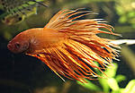 Betta 2