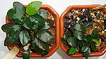 Anubias nana "Bonsai" and 'petite'