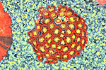 Zoa DF 2