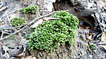 moss 2
