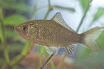 ; Carassius carassius