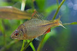 ó ; Rhodeus amarus