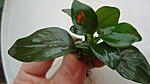 Anubias "Mini-Mini"