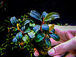 Bonti