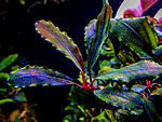 Brown Leaves 1