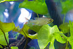 Scardinius erythrophthalmus