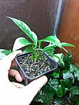 Anubias barteri var. glabra