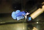 Betta Pk