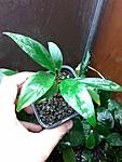 Anubias barteri var. glabra