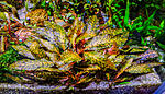 DSCF4379