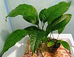 anubias hastifolia "auriculata"