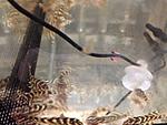 IMG 6458