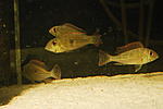 G. brachybranchus 0149